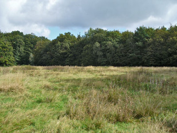 Schaumburger Wald