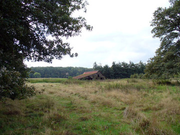 Schaumburger Wald