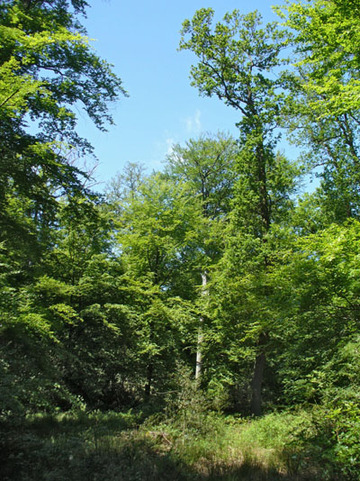 Schaumburger Wald