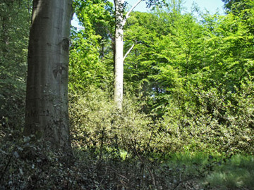 Schaumburger Wald