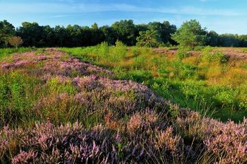 Blühende Besenheide im NSG "Venner Moor"