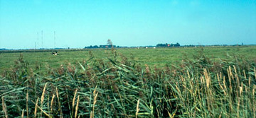 Grünland-Graben-Areal