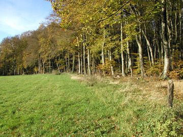 Südlicher Waldrand am Hollager Berg