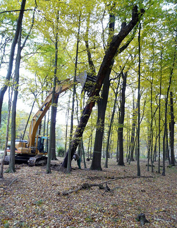 Aufstellen eines Eremiten-Verdachtsbaumes mit Hilfe eines Baggers