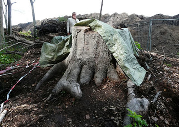 Wurzelstubbe mit Verdacht auf Eremiten-Larve