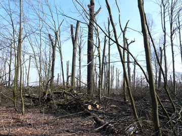 "Hindernis-Freiheitsbereich" nach Kronenabsetzung