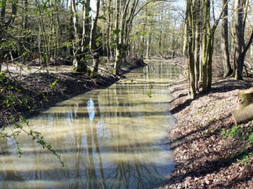 LSG „Querumer Holz und angrenzende Landschaftsteile"