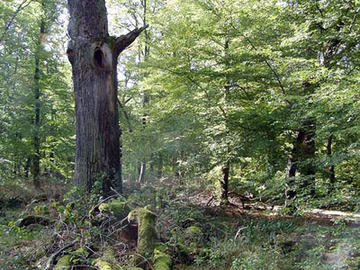 LSG „Querumer Holz und angrenzende Landschaftsteile"