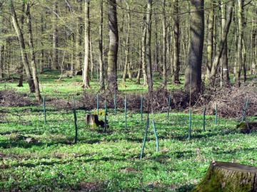 LSG „Querumer Holz und angrenzende Landschaftsteile"