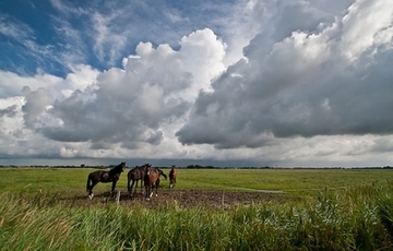 Ostfriesische Seemarsch zwischen Norden und Esens