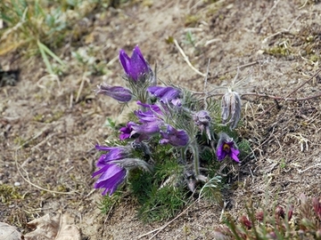 Gewöhnliche Küchenschelle (Pulsatilla vulgaris)