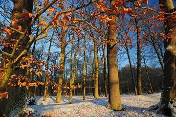 Winterlicher Aspekt im Barneführer Holz