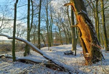 Sonderstrukturen sind für den Naturschutz im Wald von herausragender Bedeutung