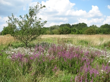 Liebenauer Gruben - Wachtelkönig-Habitat (Foto: F. Hennek / NABU)