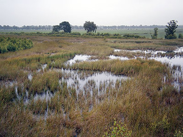 Barkenkuhlen im Ipweger Moor