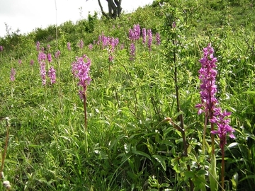 Stattliches Knabenkraut (Orchis mascula), Foto: G. Madsack