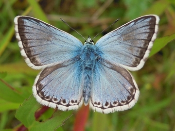 Silbergrüner Bläuling (Polyommatus coridon), Foto: G. Madsack