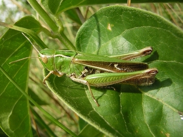 Heidegrashüpfer (Stenobothrus lineatus), Foto: G. Madsack