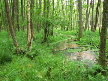 Bornbach mit naturnahem Erlen-Eschen-Auenwald