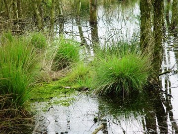 Das Torfmoos breitet sich in flach überstauten Bereichen bereits wieder aus