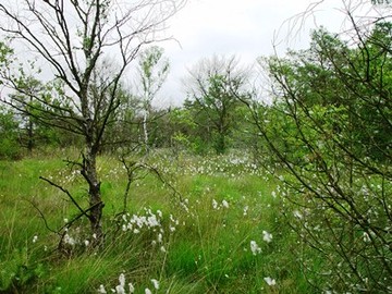 Fruchtendes Wollgras in einem wiedervernässten Bereich