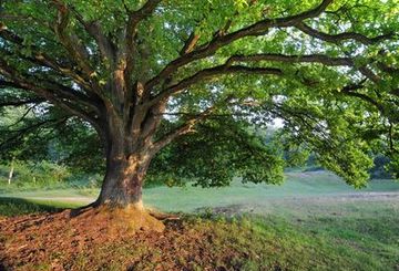 Alte Eiche im Naturschutzgebiet "Borkener Paradies"