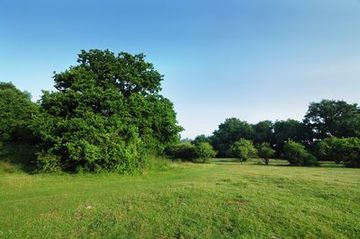 Hutelandschaft im Naturschutzgebiet "Borkener Paradies"