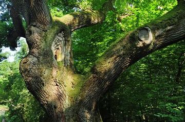 Alte Hude-Eiche im Naturschutzgebiet "Borkener Paradies"