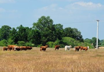 Weidevieh im Naturschutzgebiet "Meppener Kuhweide"