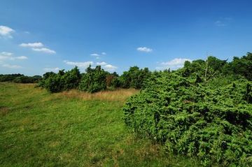 Hutelandschaft im Naturschutzgebiet "Meppener Kuhweide"