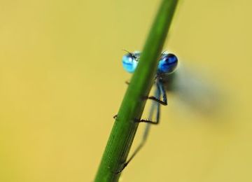 Azurjungfer im Naturschutzgebiet "Dörgener Moor"