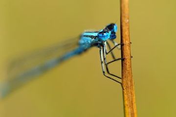 Azurjungfer im Naturschutzgebiet "Dörgener Moor"