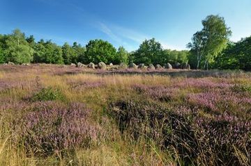 Blühende Besenheide und Großsteingrab im Naturschutzgebiet "Glaner Heide"