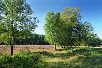 Birken und Besenheide im Naturschutzgebiet "Glaner Heide"