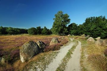 Weg und Reste eines zerstörten Großsteingrabes im Naturschutzgebiet "Glaner Heide"