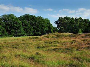 Sandtrockenrasenflächen am Biener Busch