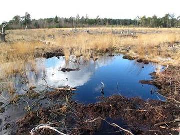 Großes Moor bei Becklingen - überstaute Entkusselungsfläche