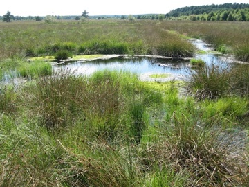 Großes Moor bei Becklingen - beginnendes Torfmooswachstum