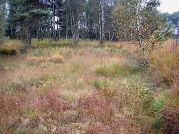 Großes Moor bei Becklingen - regenerierter Torfstich