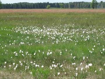 Großes Moor bei Becklingen - Wollgras