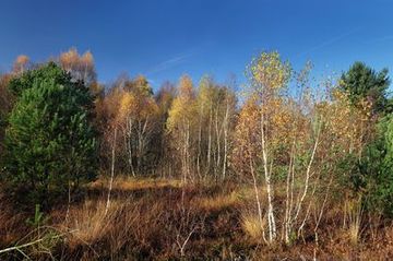 Moorbirkenwald im Naturschutzgebiet "Esterweger Dose"