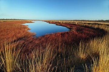 Verlandende "Pütte" im Naturschutzgebiet "Esterweger Dose"