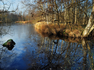 Wiedervernässter Handtorfstich im Naturschutzgebiet "Gellener Torfmöörte"