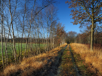 Weg am Rande des Naturschutzgebietes "Gellener Torfmöörte mit Rockenmoor und Fuchsberg"