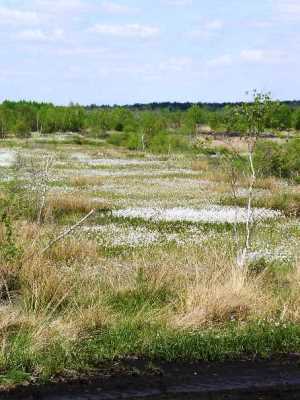 Lührsbockeler Moor