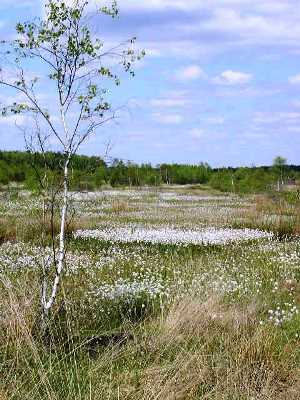 Lührsbockeler Moor