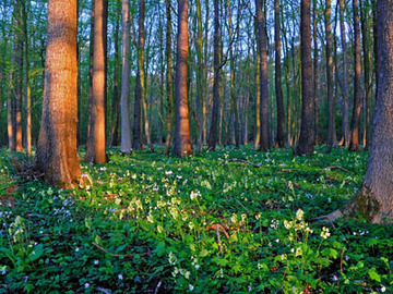 Der Eichen-Hainbuchenwald im Mansholter Holz im Frühling