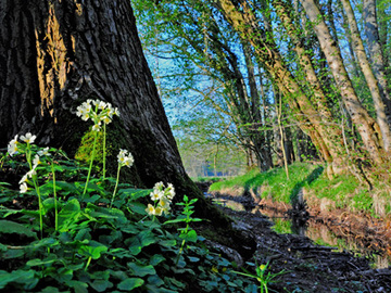 Blühende Schlüsselblume am Rande des Mansholter Holzes