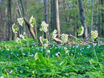 Blühende Schlüsselblumen im Mansholter Holz