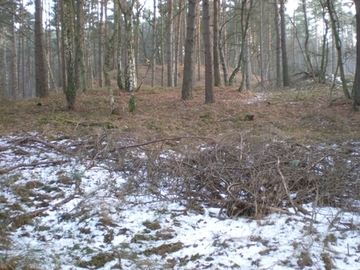 Spät- bis nacheiszeitliche Dünen im Allerurstromtal